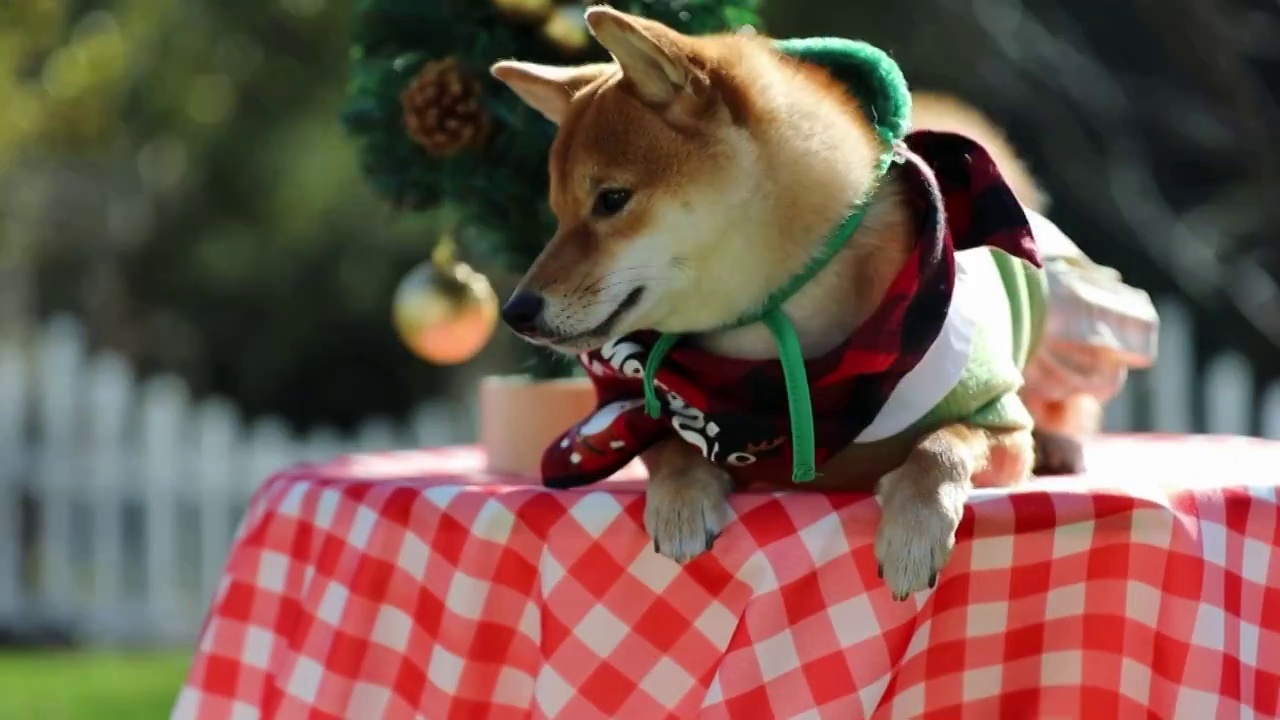 宠物狗 柴犬 圣诞节视频素材