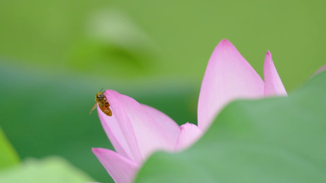 蜜蜂在荷花上视频素材