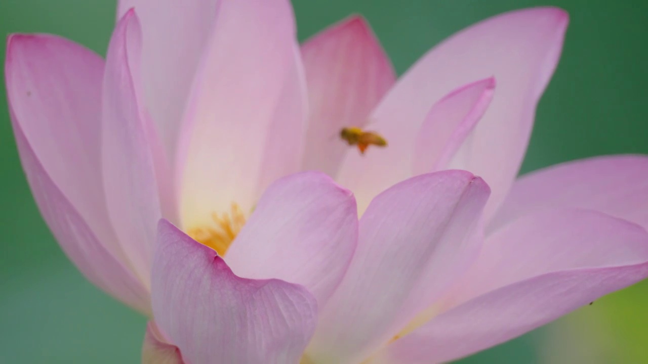 蜜蜂在荷花上采蜜视频素材