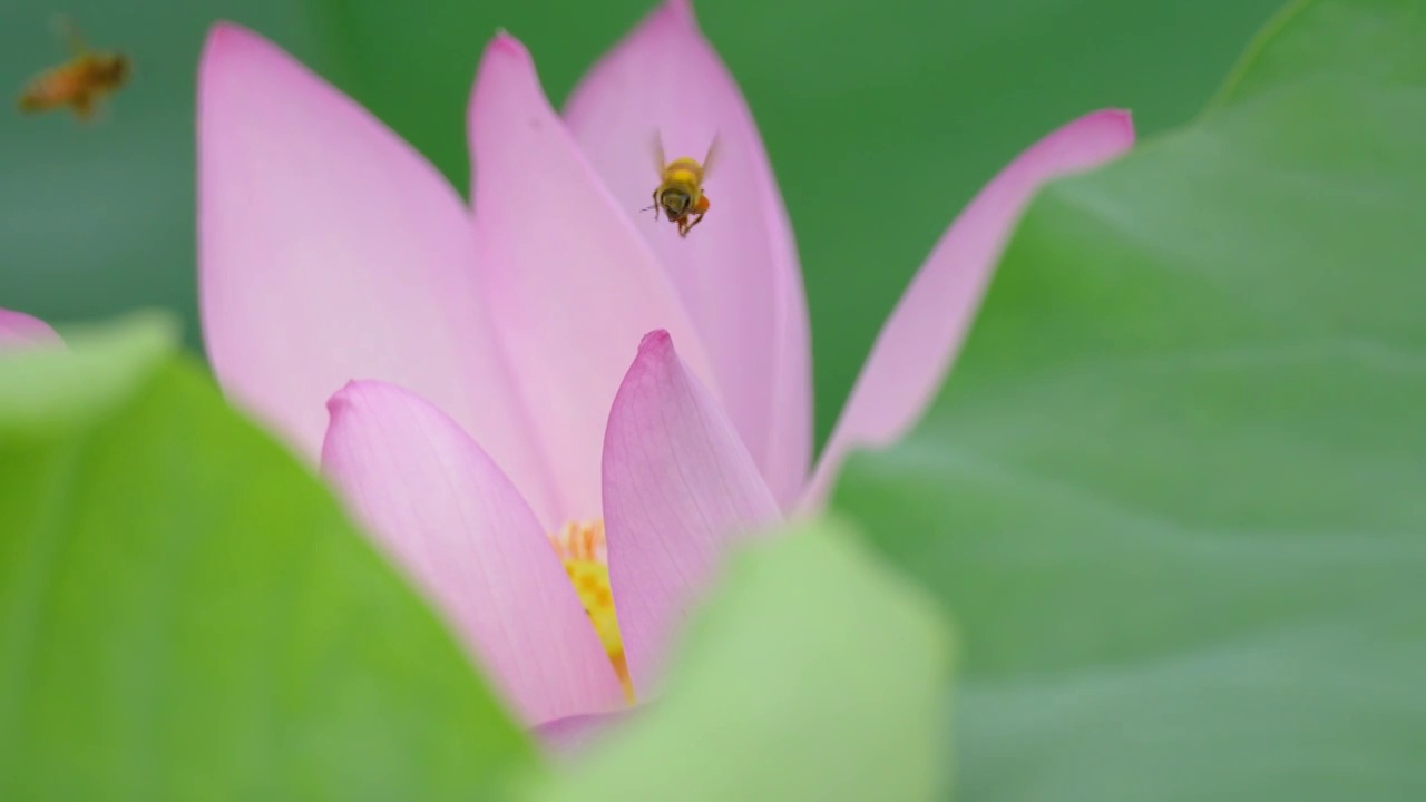 蜜蜂采荷视频素材