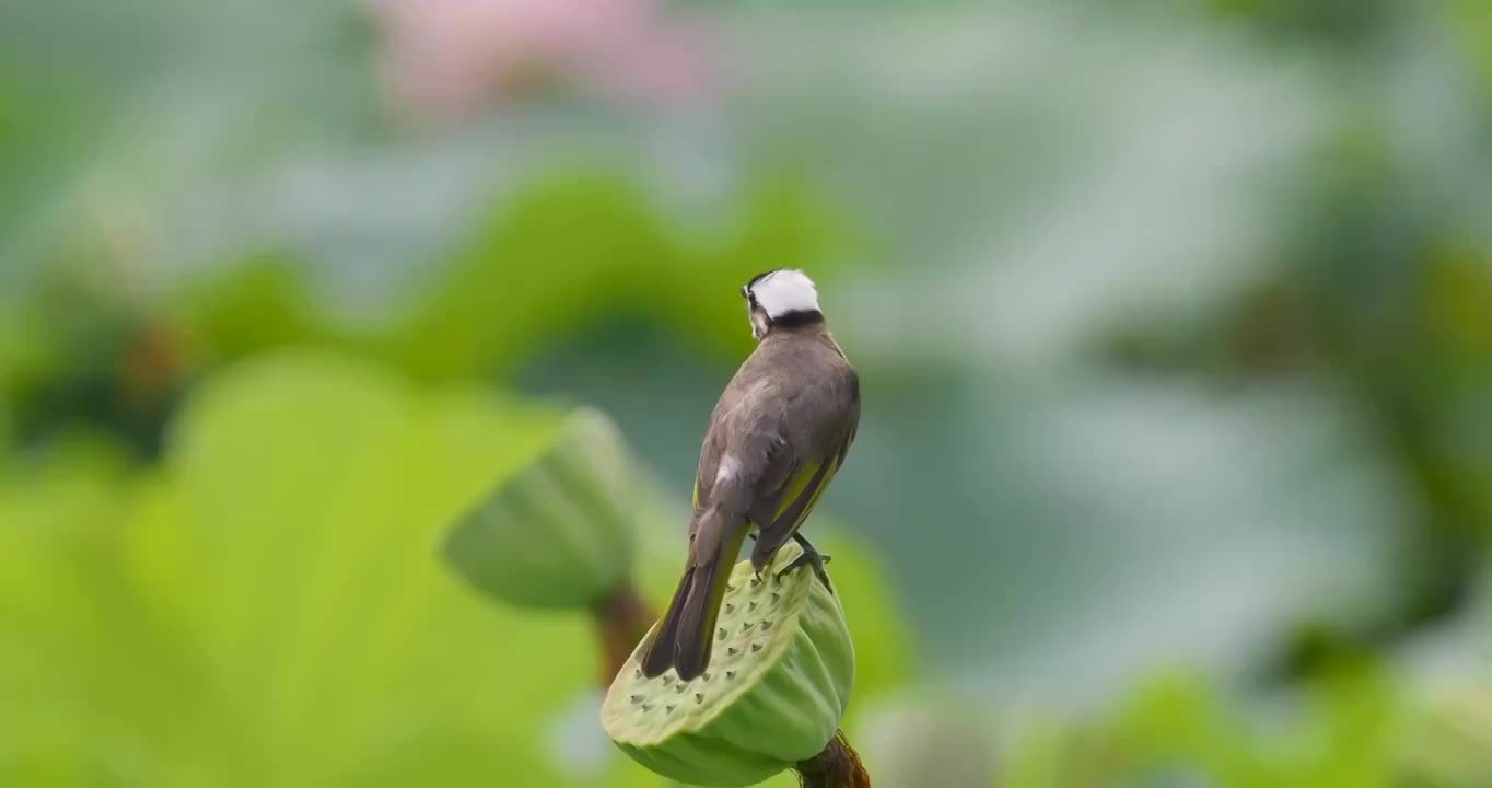 白头鹎视频素材