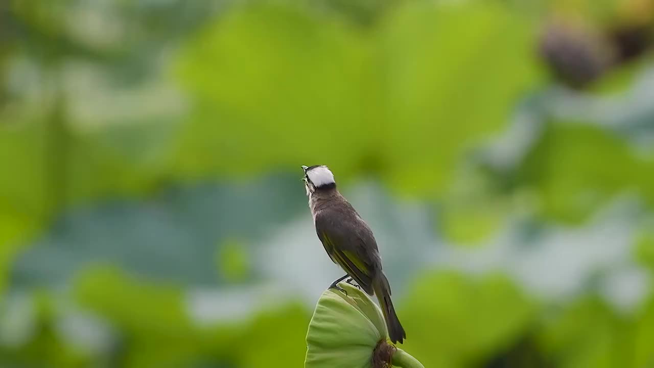 白头鹎视频下载