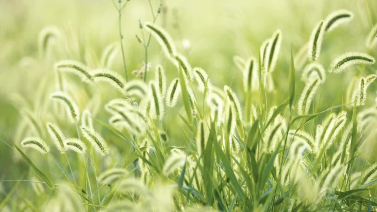 夏天清晨朝阳阳光中的狗尾巴草逆光飘摇视频素材