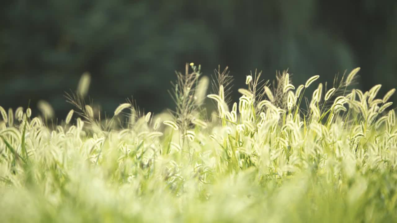 夏天清晨朝阳阳光中的狗尾巴草逆光飘摇视频素材