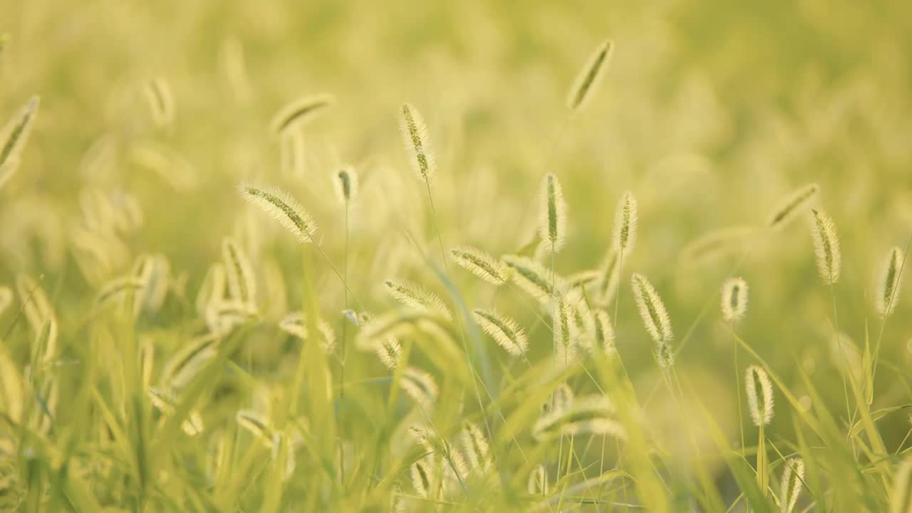 夏天清晨朝阳阳光中的狗尾巴草逆光飘摇视频素材