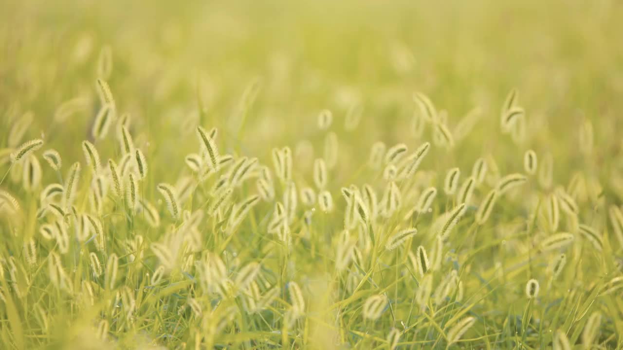 夏天清晨朝阳阳光中的狗尾巴草逆光飘摇视频素材