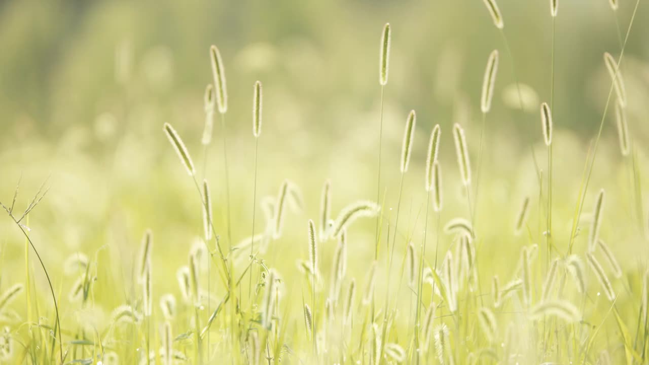 夏天清晨朝阳阳光中的狗尾巴草逆光飘摇视频素材