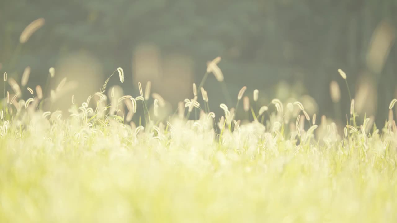 夏天清晨朝阳阳光中的狗尾巴草逆光飘摇视频素材