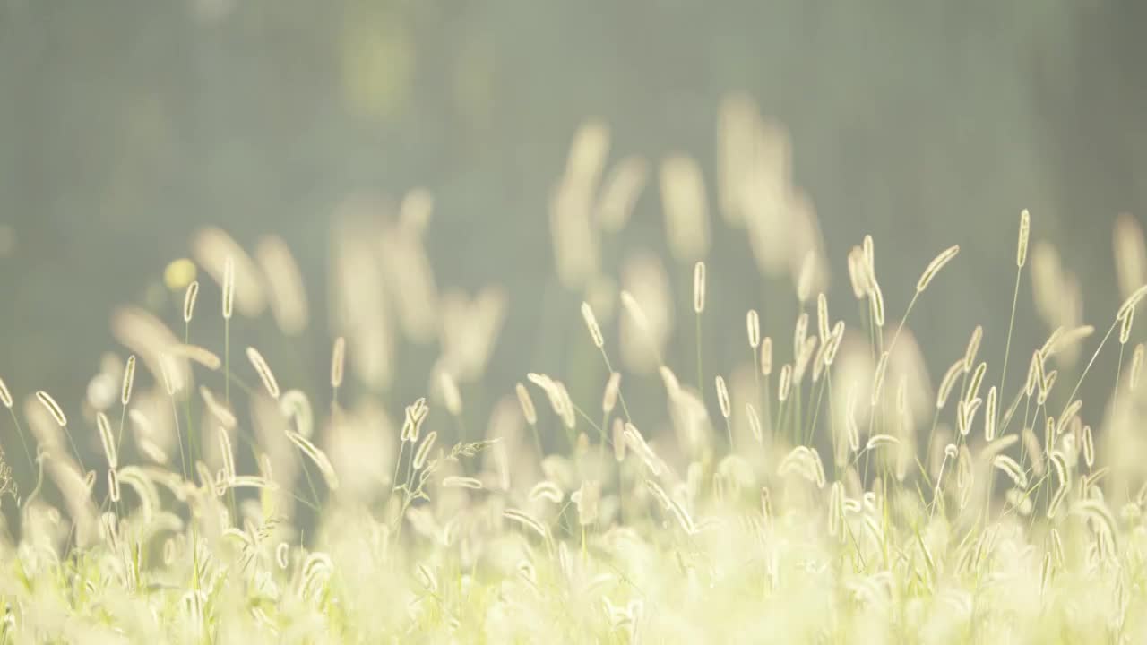 夏天清晨朝阳阳光中的狗尾巴草逆光飘摇视频素材