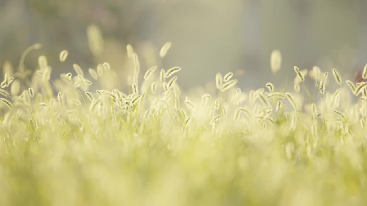 夏天清晨朝阳阳光中的狗尾巴草逆光飘摇视频素材