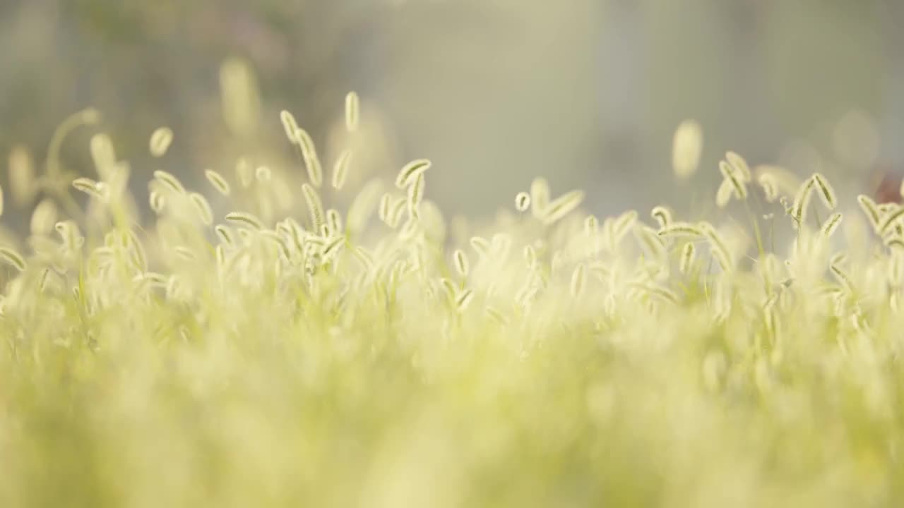 夏天清晨朝阳阳光中的狗尾巴草逆光飘摇视频素材