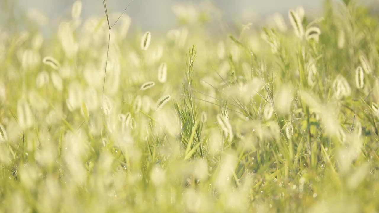 夏天清晨朝阳阳光中的狗尾巴草逆光飘摇视频素材