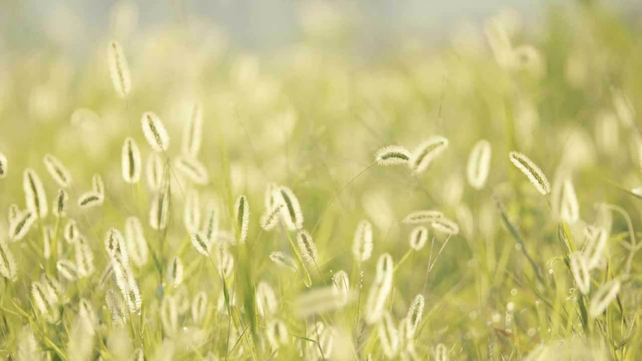 夏天清晨朝阳阳光中的狗尾巴草逆光飘摇视频素材