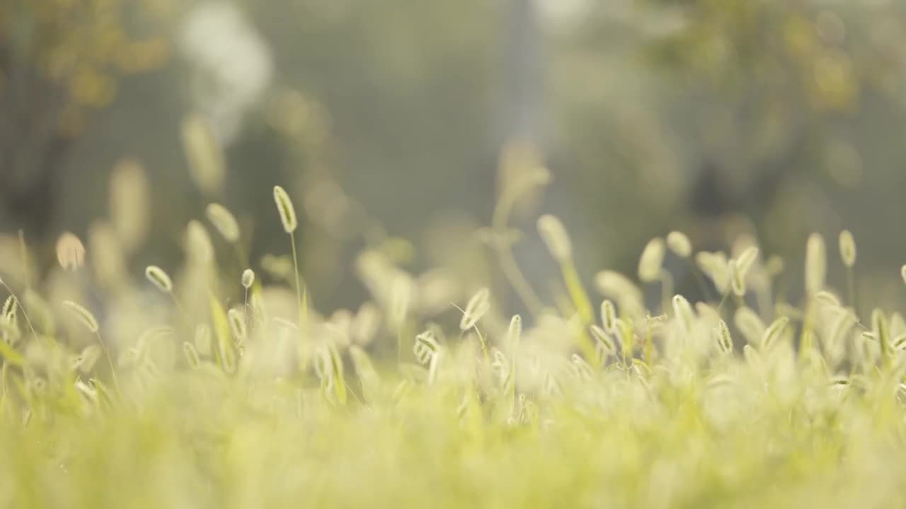 夏天清晨朝阳阳光中的狗尾巴草逆光飘摇视频素材