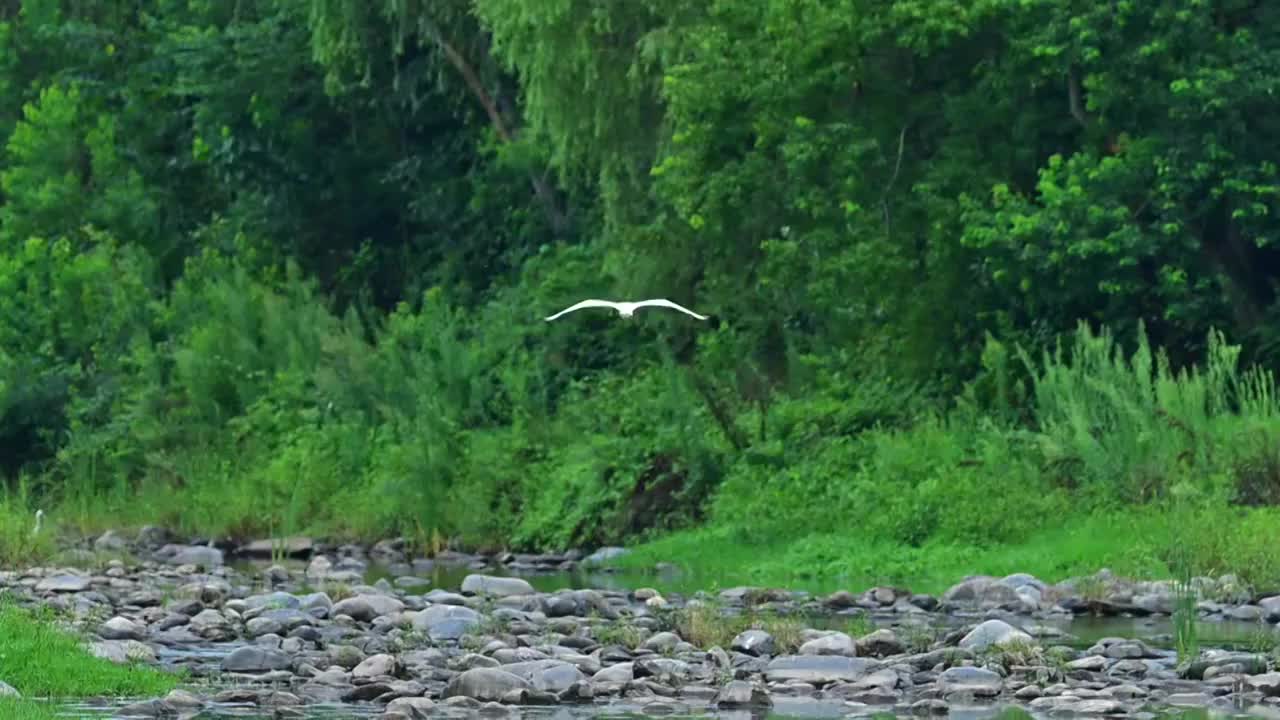 白鹭飞行着陆视频素材