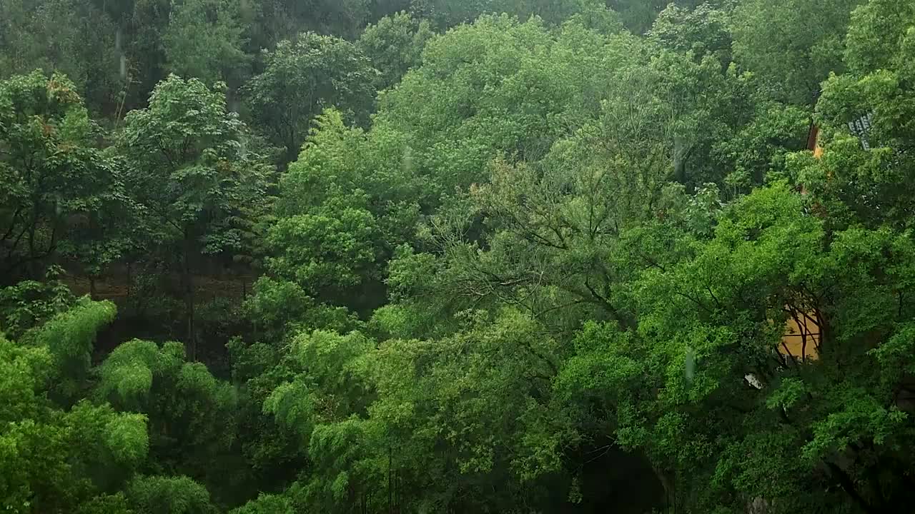 下雨天密林的氛围感视频素材