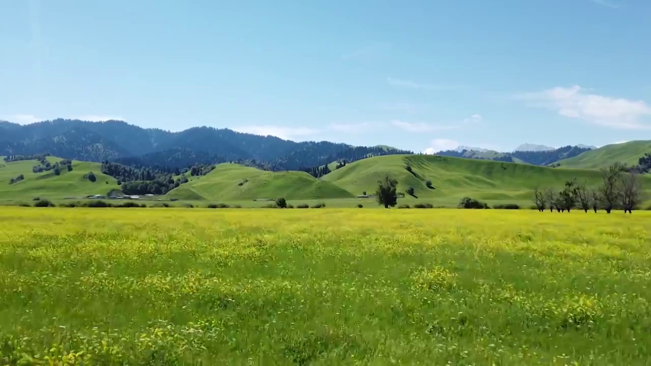 飞驰在开满鲜花的那拉提草原上视频下载