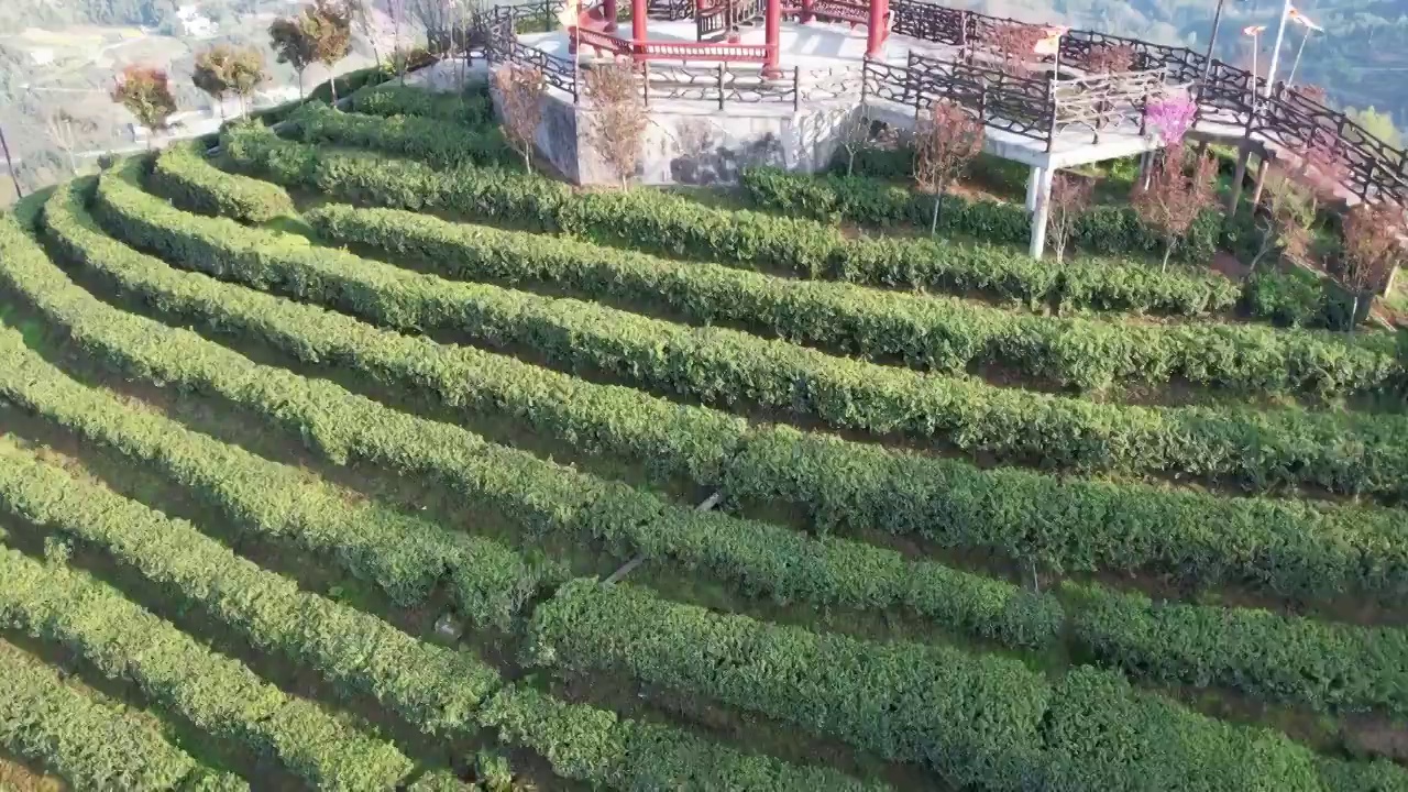 4K茶园茶春茶贡茶绿茶红茶航拍视频（合集）视频素材