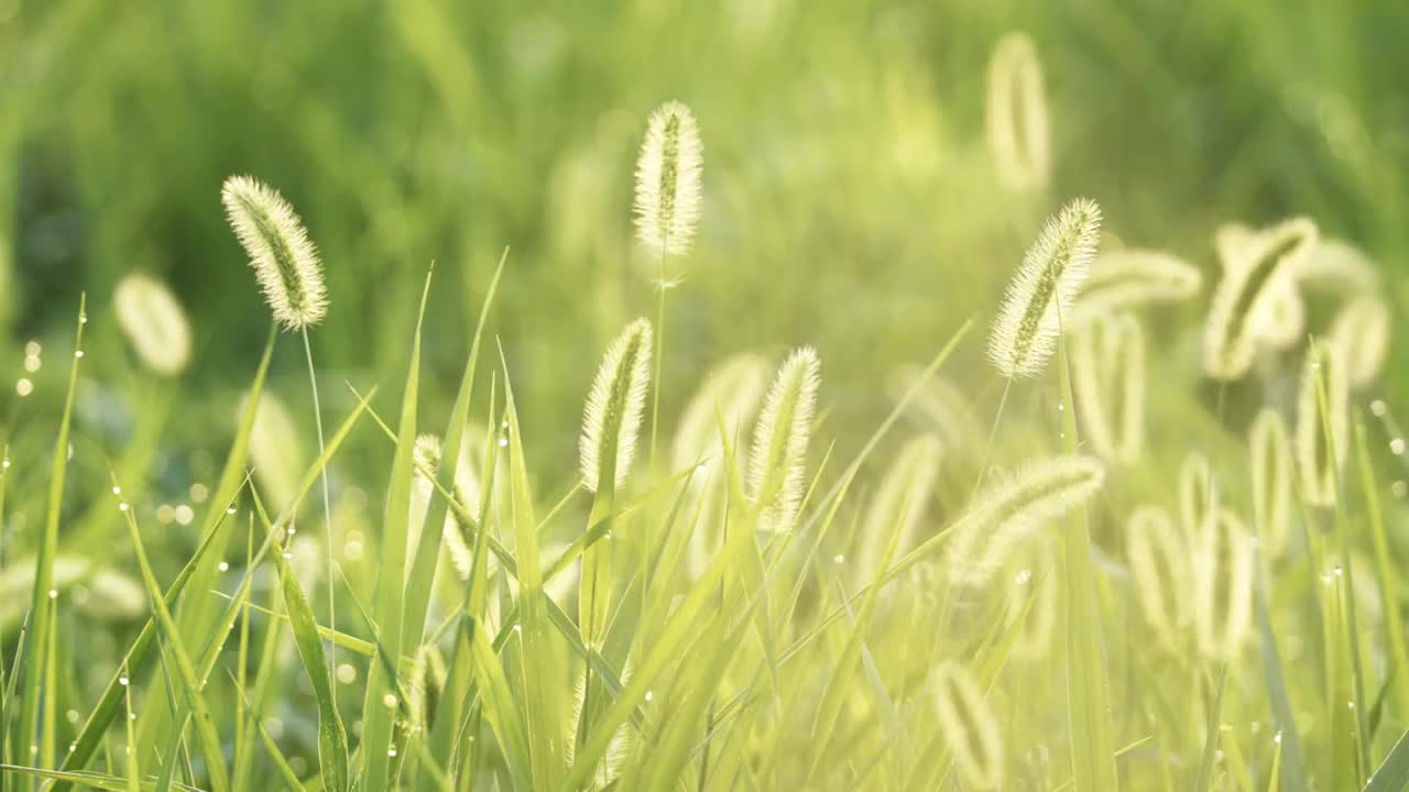 夏天，秋天，清晨的阳光中的狗尾草逆光狗尾巴草视频素材