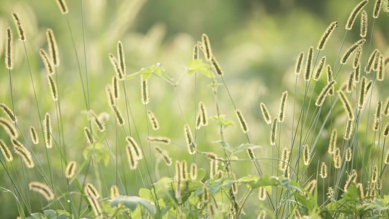 夏天，秋天，清晨的阳光中的狗尾草逆光狗尾巴草视频素材