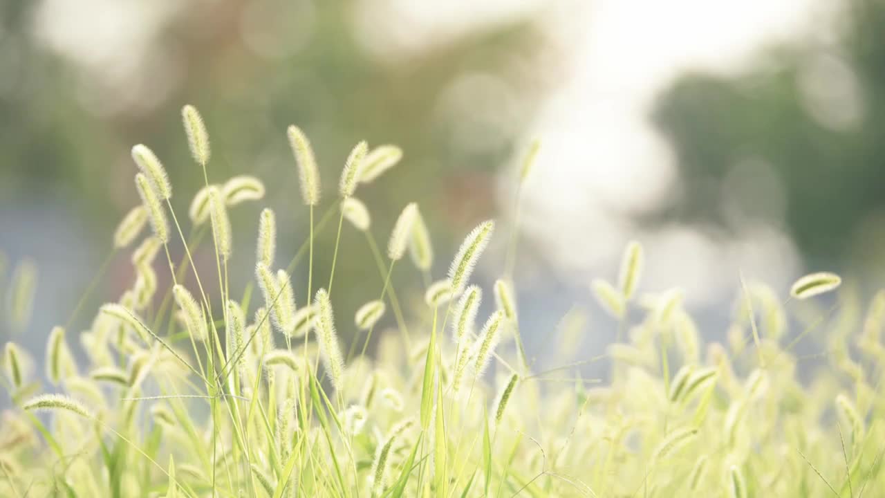 夏天，秋天，清晨的阳光中的狗尾草逆光狗尾巴草视频素材