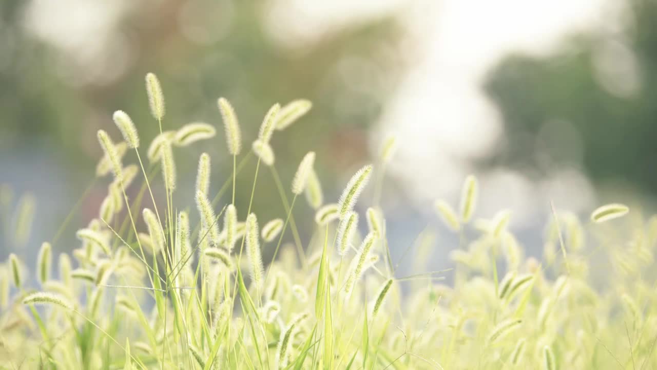 夏天，秋天，清晨的阳光中的狗尾草逆光狗尾巴草视频素材