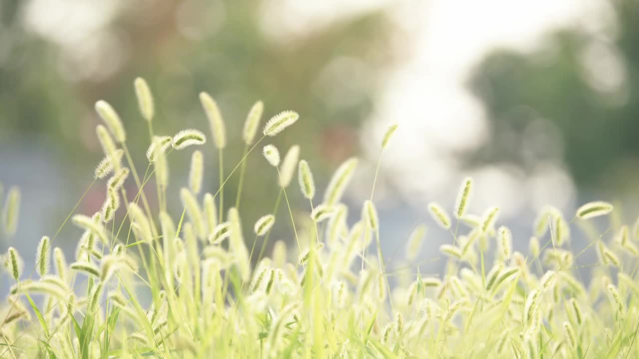 夏天，秋天，清晨的阳光中的狗尾草逆光狗尾巴草视频素材