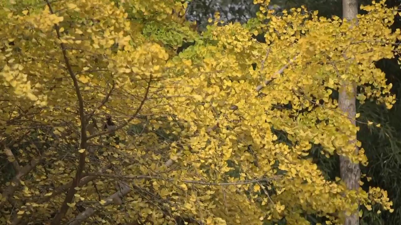 秋天的银杏树视频素材