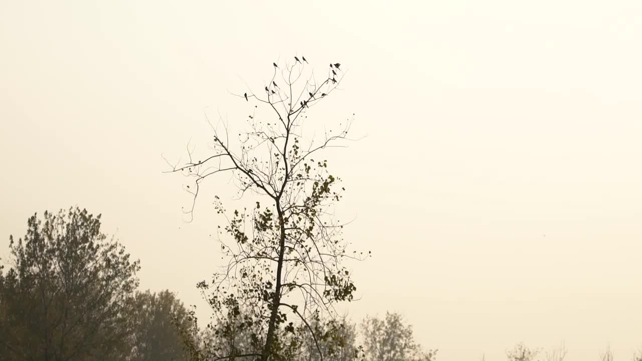 秋天枝头上的喜鹊视频素材