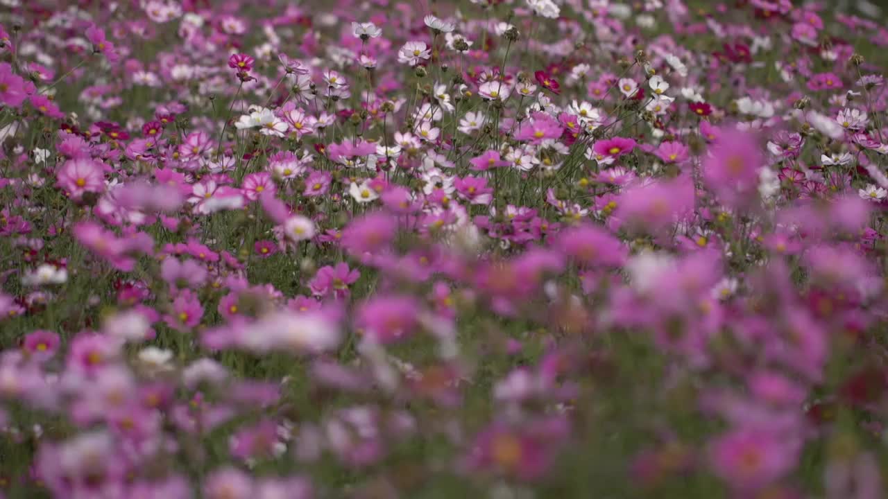 波斯菊秋英视频下载