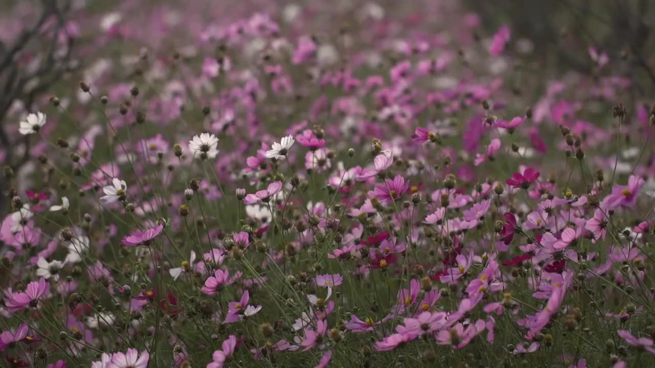 波斯菊秋英视频素材