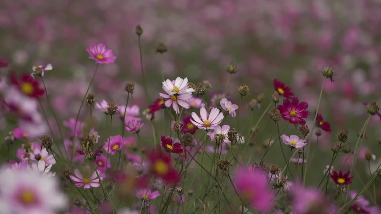 波斯菊秋英视频素材