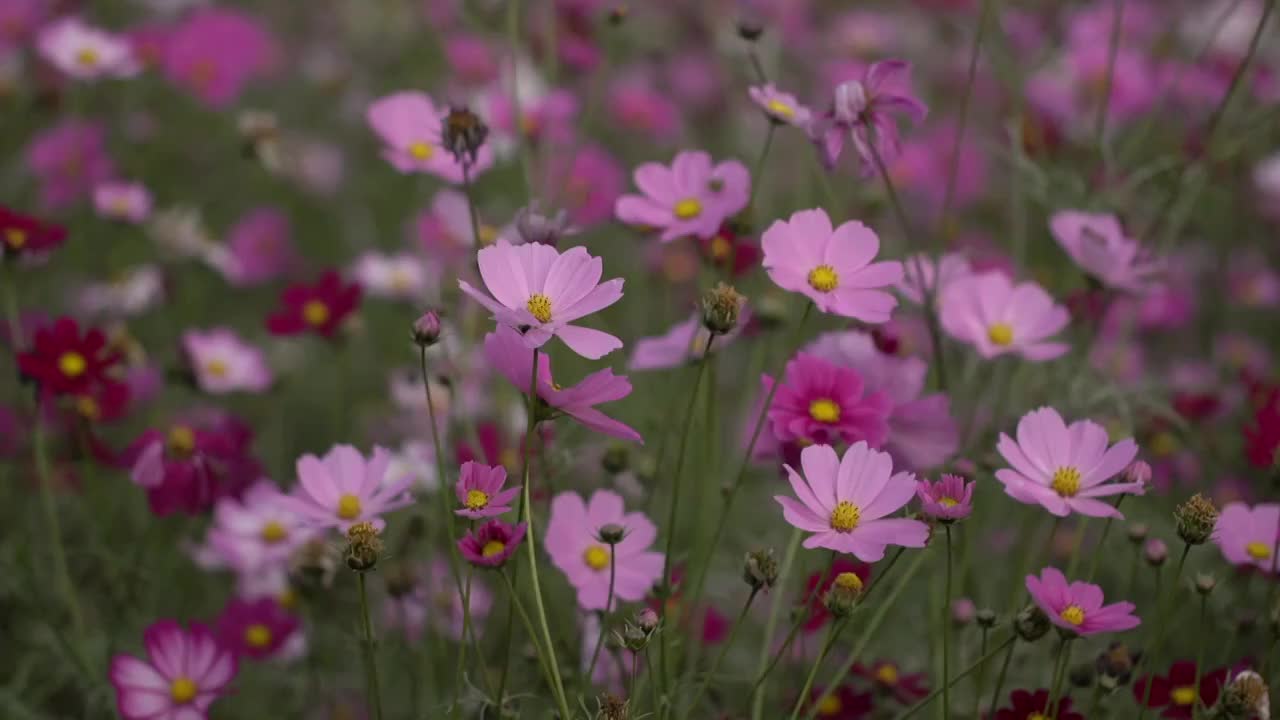 波斯菊秋英视频素材