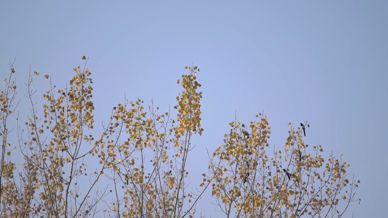 树上的小鸟视频素材