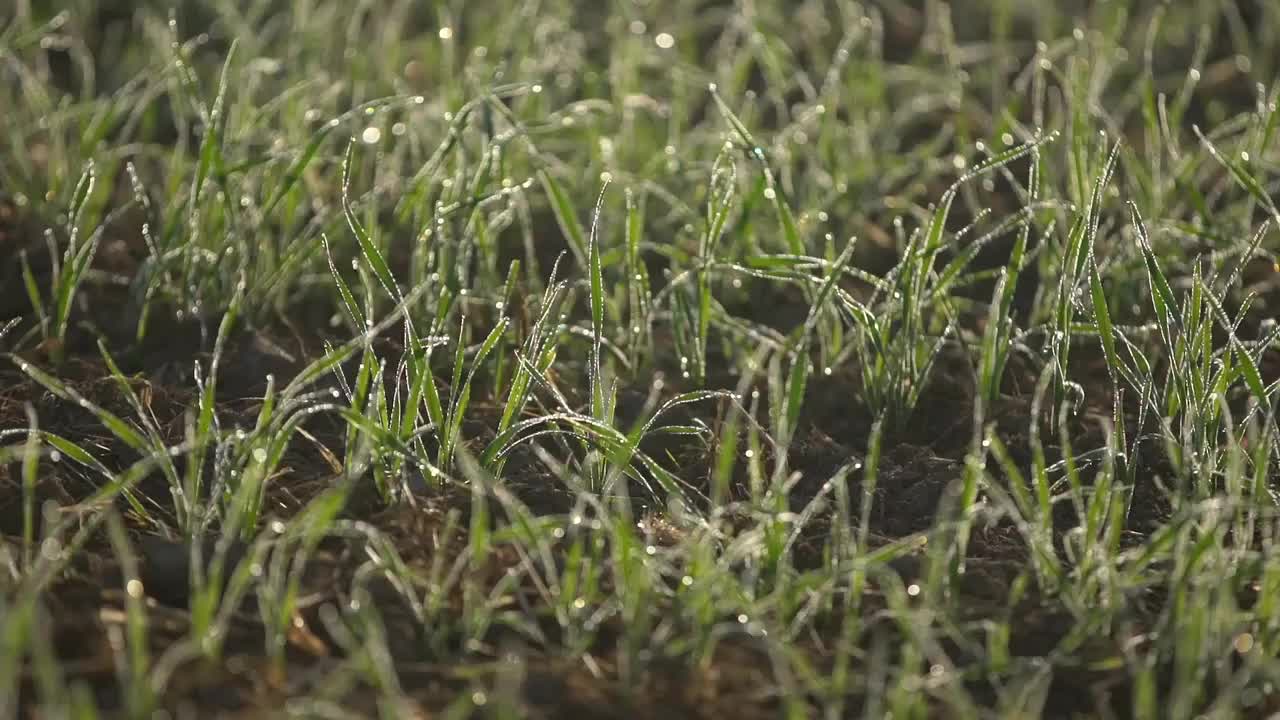 麦田视频下载