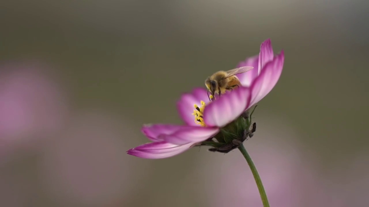 波斯菊与蜜蜂视频下载