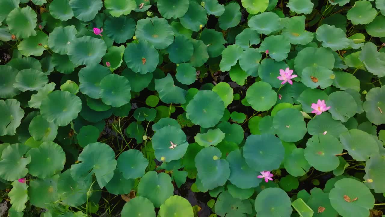 夏季荷花视频素材