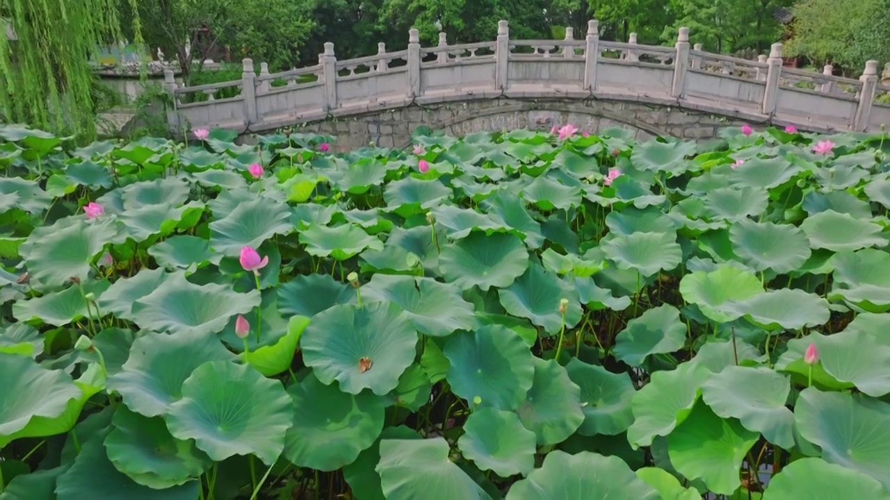 夏季荷花视频素材