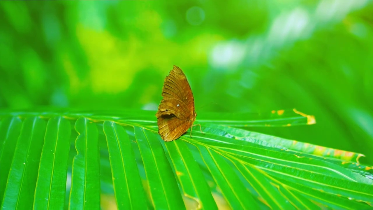 雨后热带雨林里生机勃勃一只枯叶蝶停留在树叶上然后慢慢飞走这是一幅自然美好和谐画卷视频素材