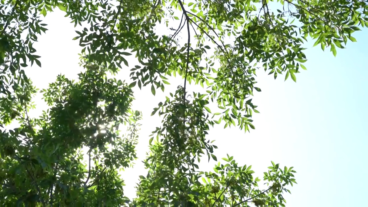 夏天阳光透过树叶视频素材