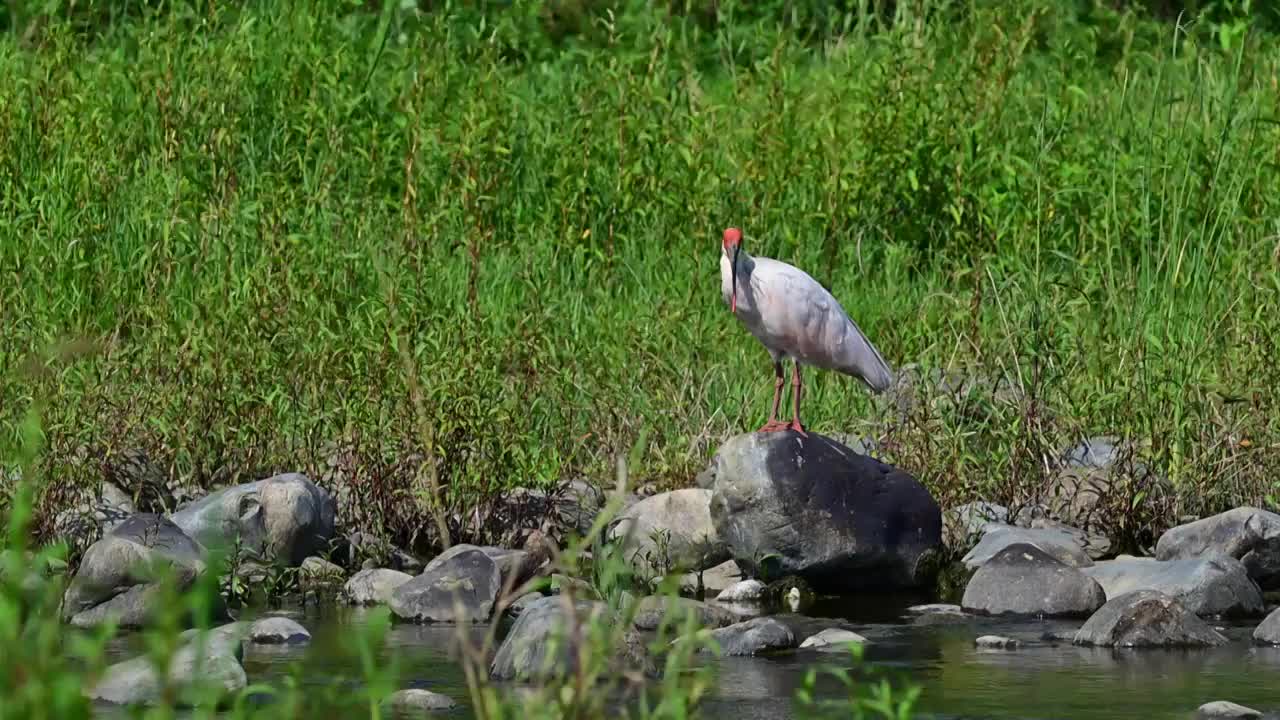 朱鹮视频素材