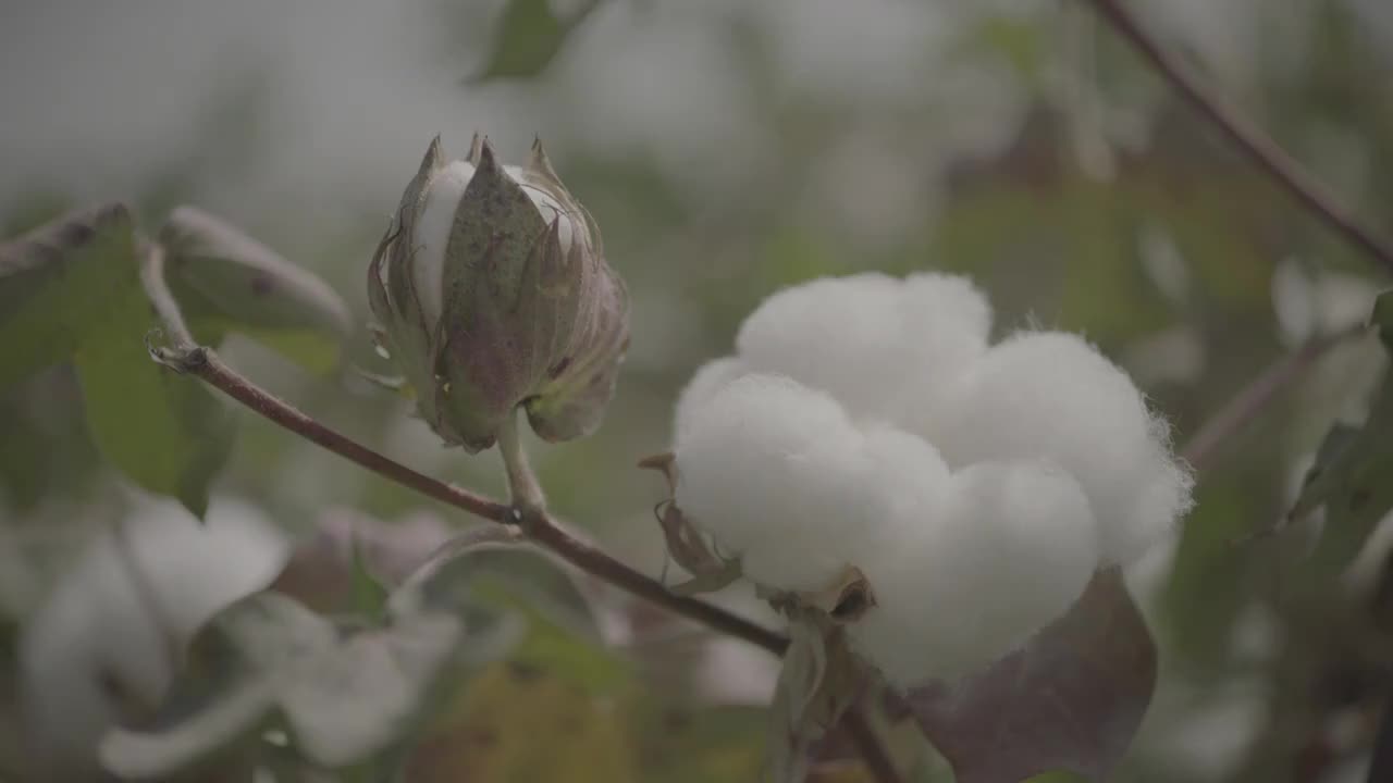 棉花特写视频素材