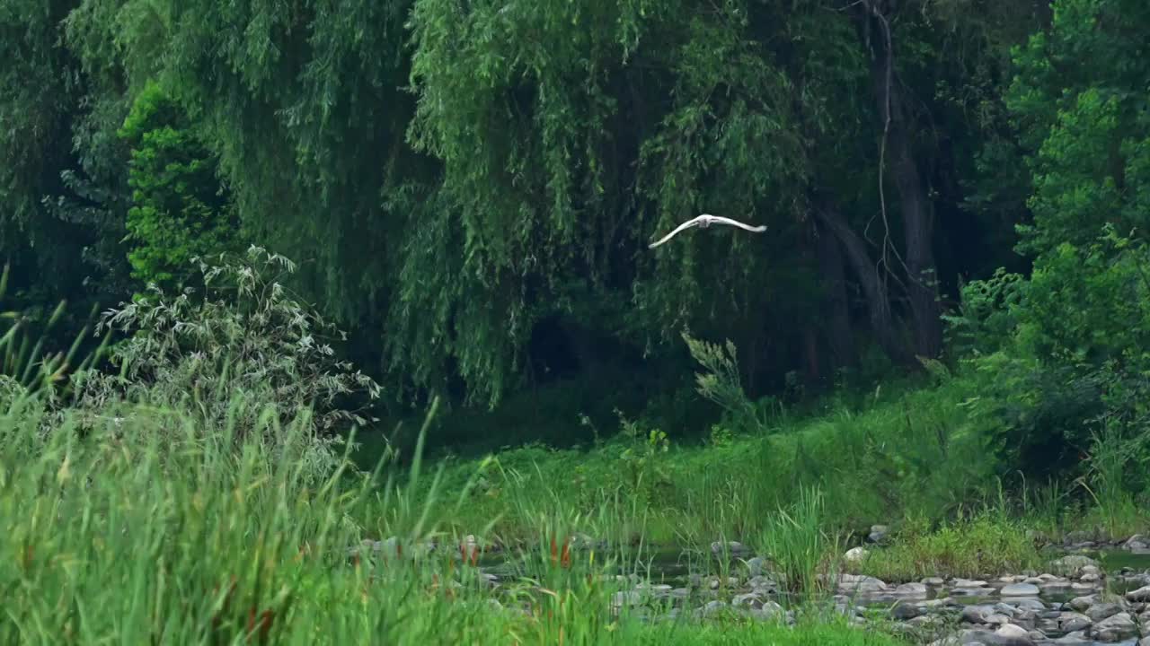 朱鹮群飞行着陆河滩视频素材