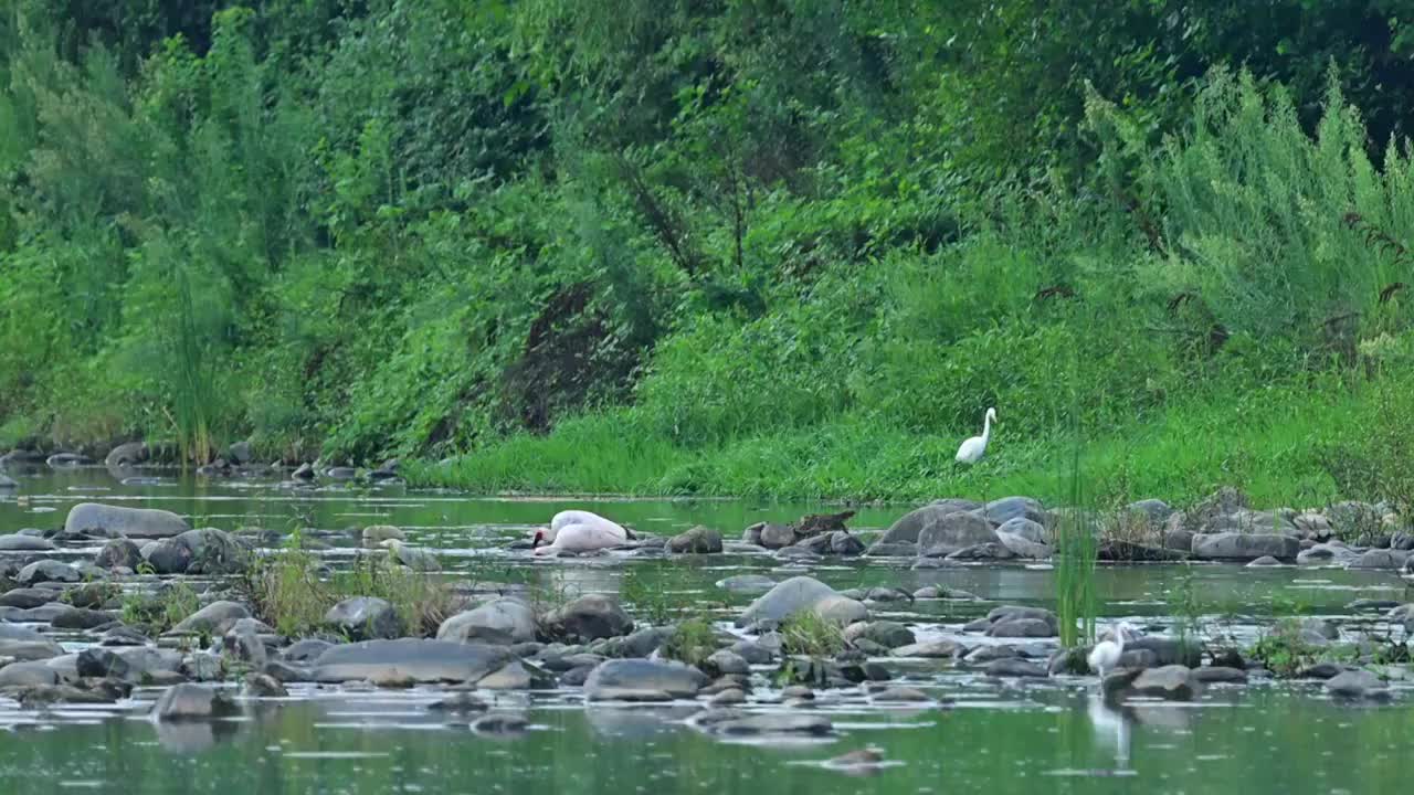 两只朱鹮河中觅食视频素材