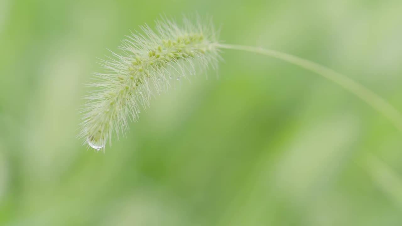 下雨天雨水落在树叶上江南园林雨中即景水面雨滴绿叶雨珠视频素材