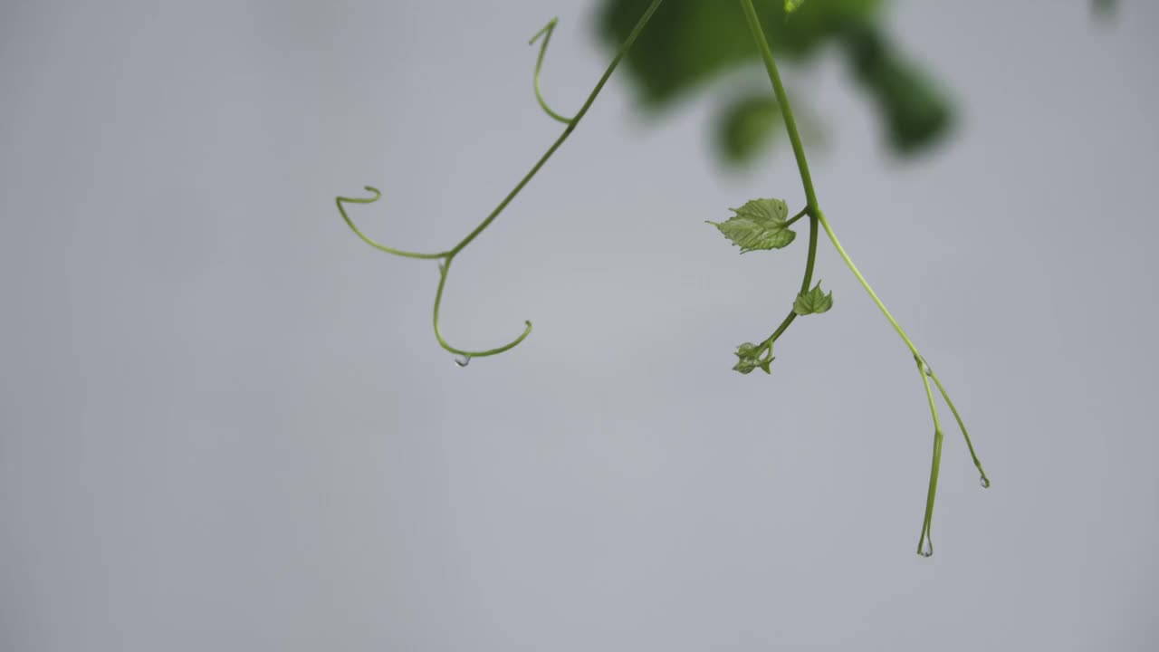 下雨天雨水落在树叶上江南园林雨中即景水面雨滴绿叶雨珠视频素材