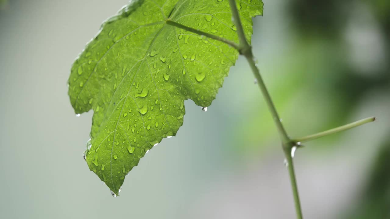 下雨天雨水落在树叶上江南园林雨中即景水面雨滴绿叶雨珠视频素材