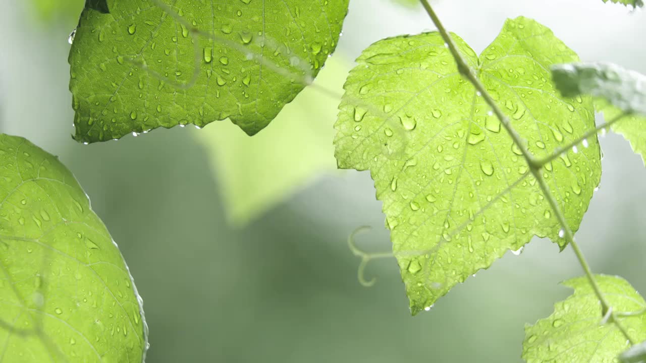 下雨天雨水落在树叶上江南园林雨中即景水面雨滴绿叶雨珠视频素材