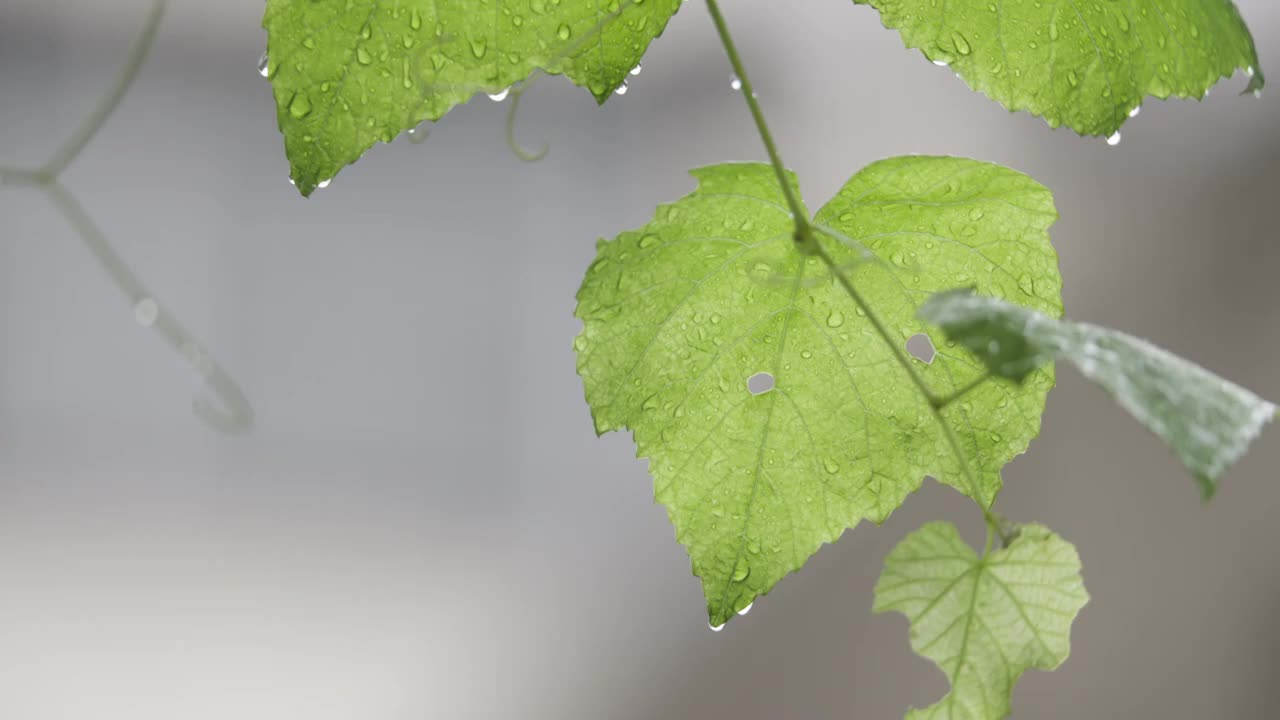 下雨天雨水落在树叶上江南园林雨中即景水面雨滴绿叶雨珠视频素材