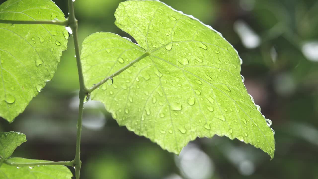 下雨天雨水落在树叶上江南园林雨中即景水面雨滴绿叶雨珠视频素材